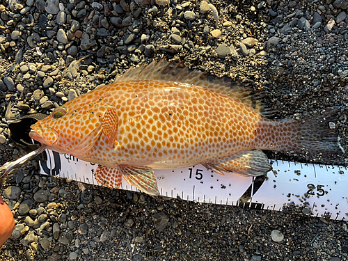 オオモンハタの釣果