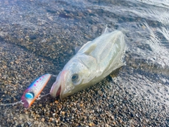 セイゴ（マルスズキ）の釣果