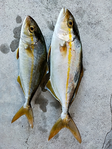 ショゴの釣果