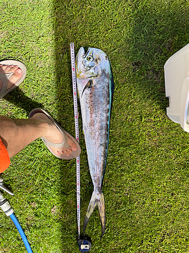 シイラの釣果