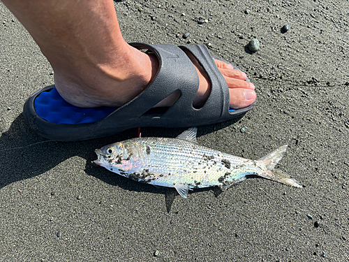 コノシロの釣果