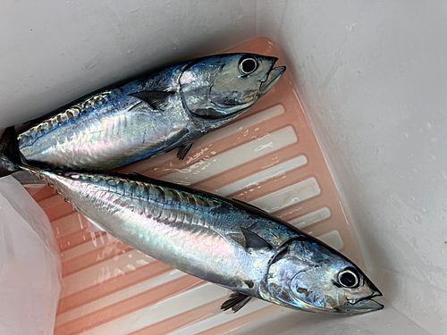 ソウダガツオの釣果