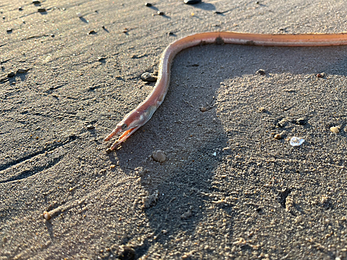 ダイナンウミヘビの釣果