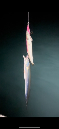 タチウオの釣果