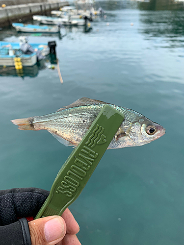 ウミタナゴの釣果