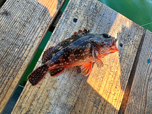 カサゴの釣果