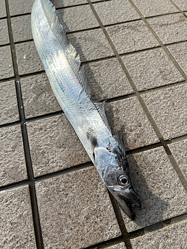 タチウオの釣果