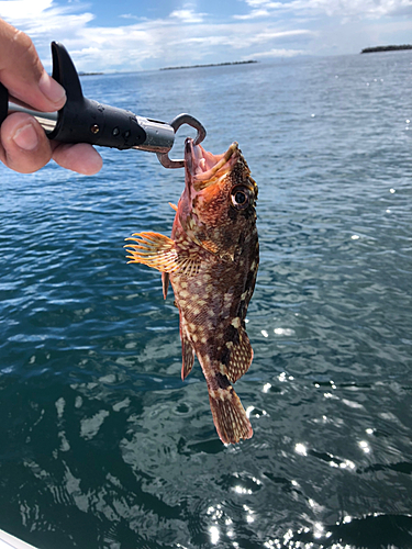 ガシラの釣果