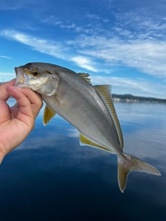 カンパチの釣果