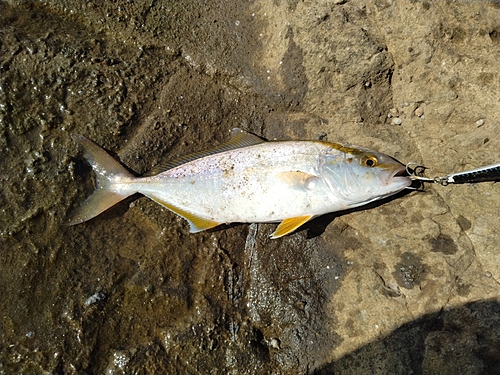 ショゴの釣果