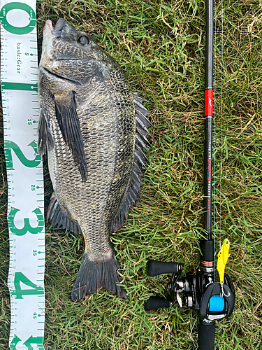 クロダイの釣果