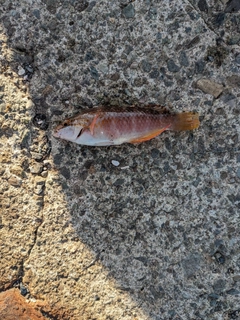 アカササノハベラの釣果