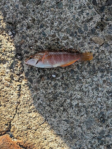 アカササノハベラの釣果