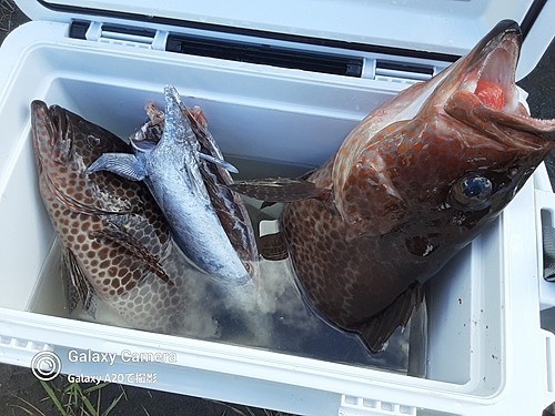 マルソウダの釣果