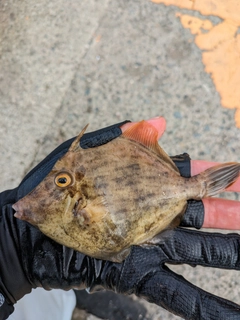 カワハギの釣果