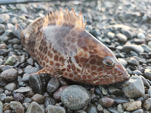 オオモンハタの釣果