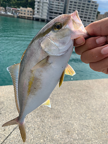 ショゴの釣果