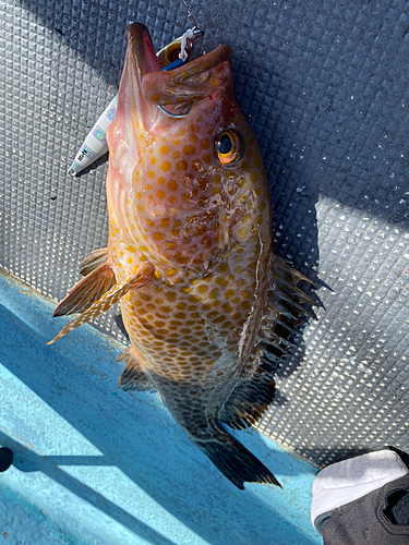 オオモンハタの釣果