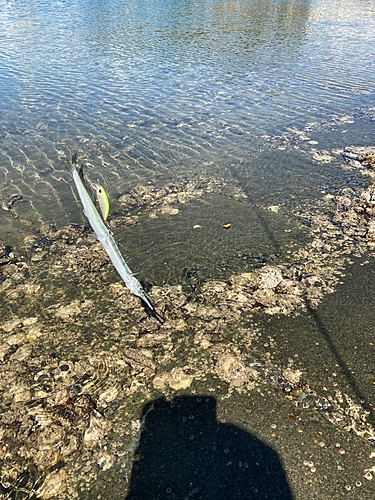 ダツの釣果