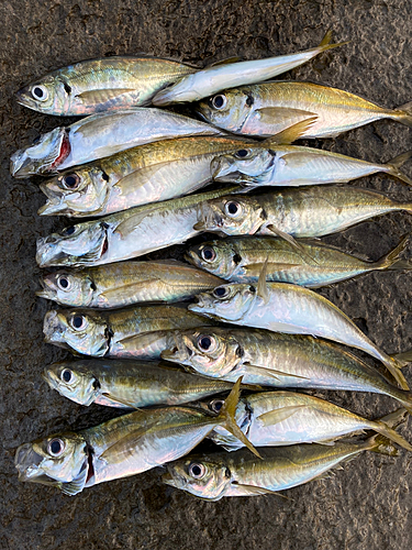 アジの釣果