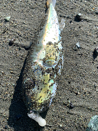 シロサバフグの釣果