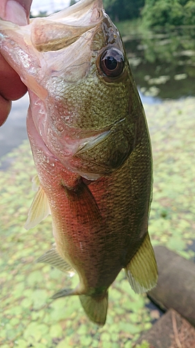 ラージマウスバスの釣果