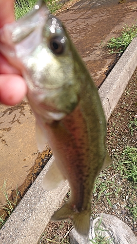 ラージマウスバスの釣果