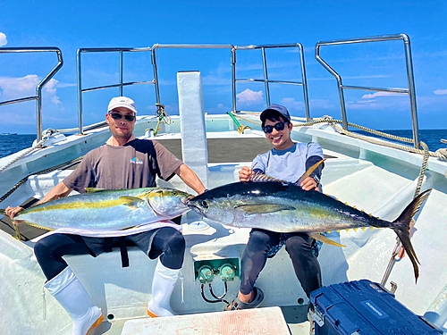 ヒラマサの釣果