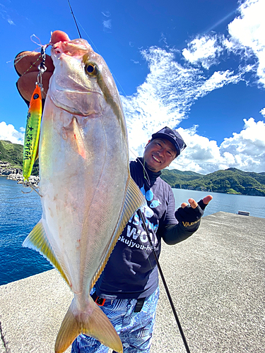 カンパチの釣果