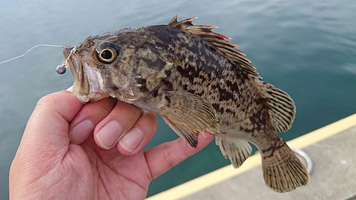 クロソイの釣果