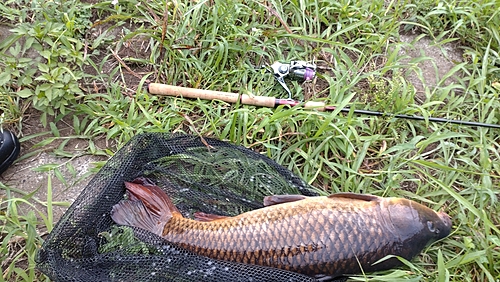 コイの釣果