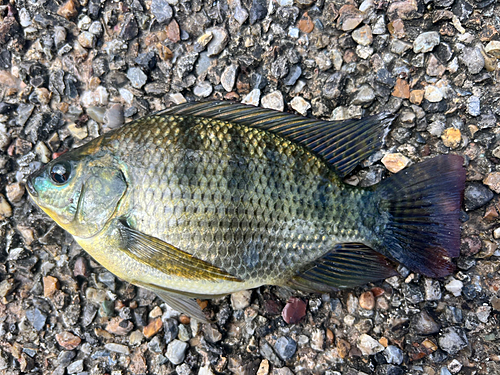 ティラピアの釣果