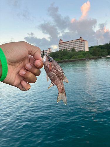 スズメダイの釣果