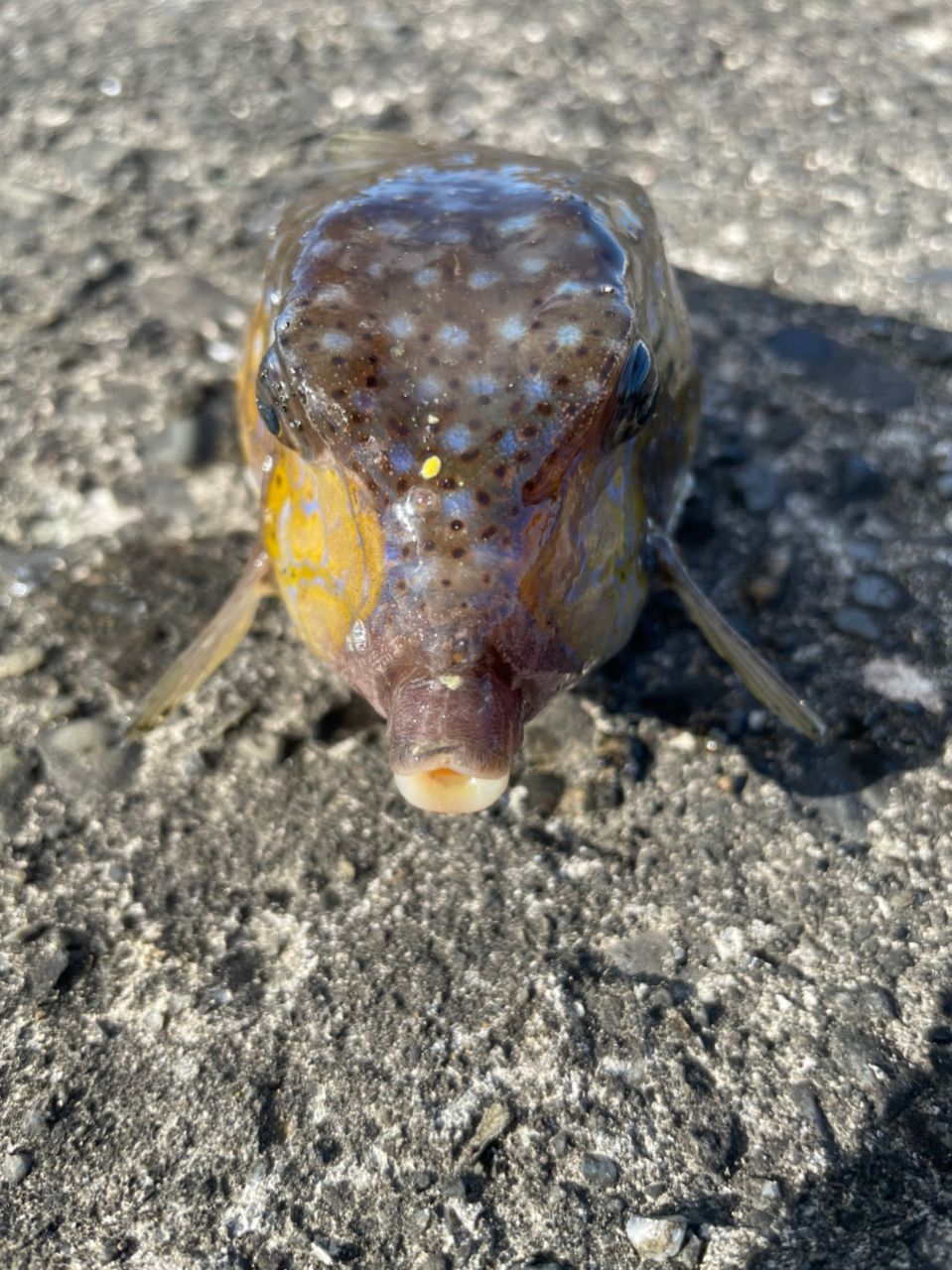 よしよし0929さんの釣果 2枚目の画像