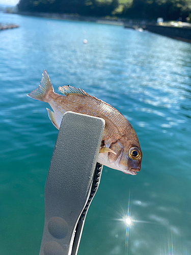 チャリコの釣果