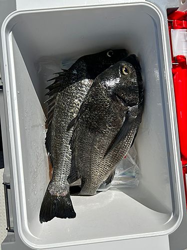 クロダイの釣果