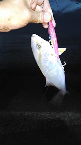 ショゴの釣果