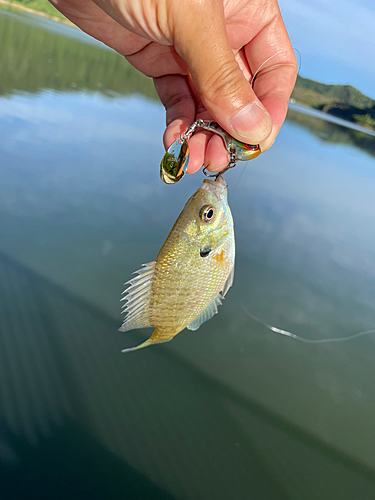 ブルーギルの釣果