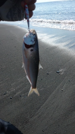 コノシロの釣果