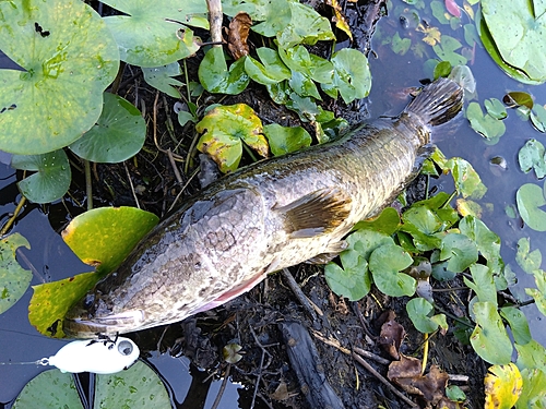 ライギョの釣果