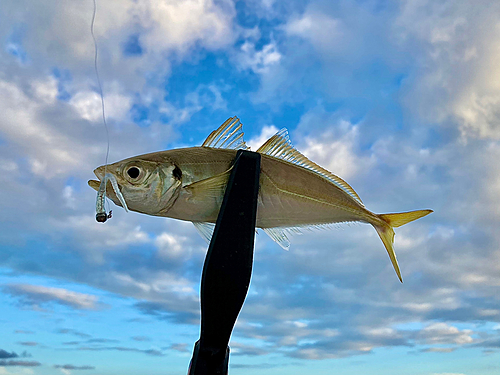 マアジの釣果