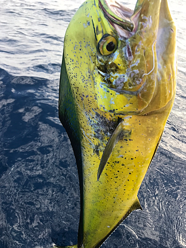 シイラの釣果