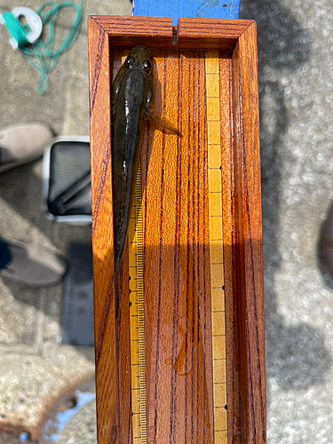 マハゼの釣果