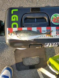 釣果