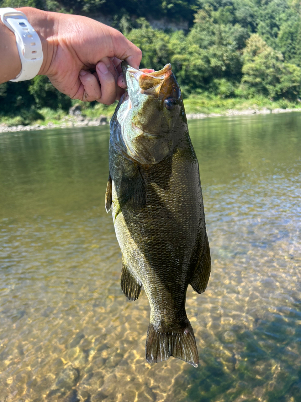 スモールマウスバス