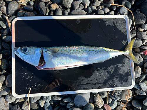 ゴマサバの釣果