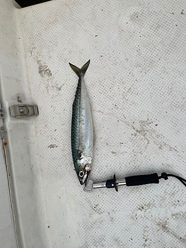サバの釣果