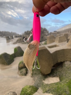 シタビラメの釣果