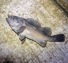 クロソイの釣果