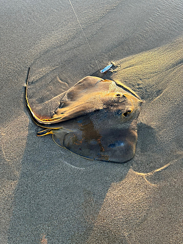 アカエイの釣果